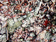 Picture 'Th1_0_2661 Coral, Thailand'
